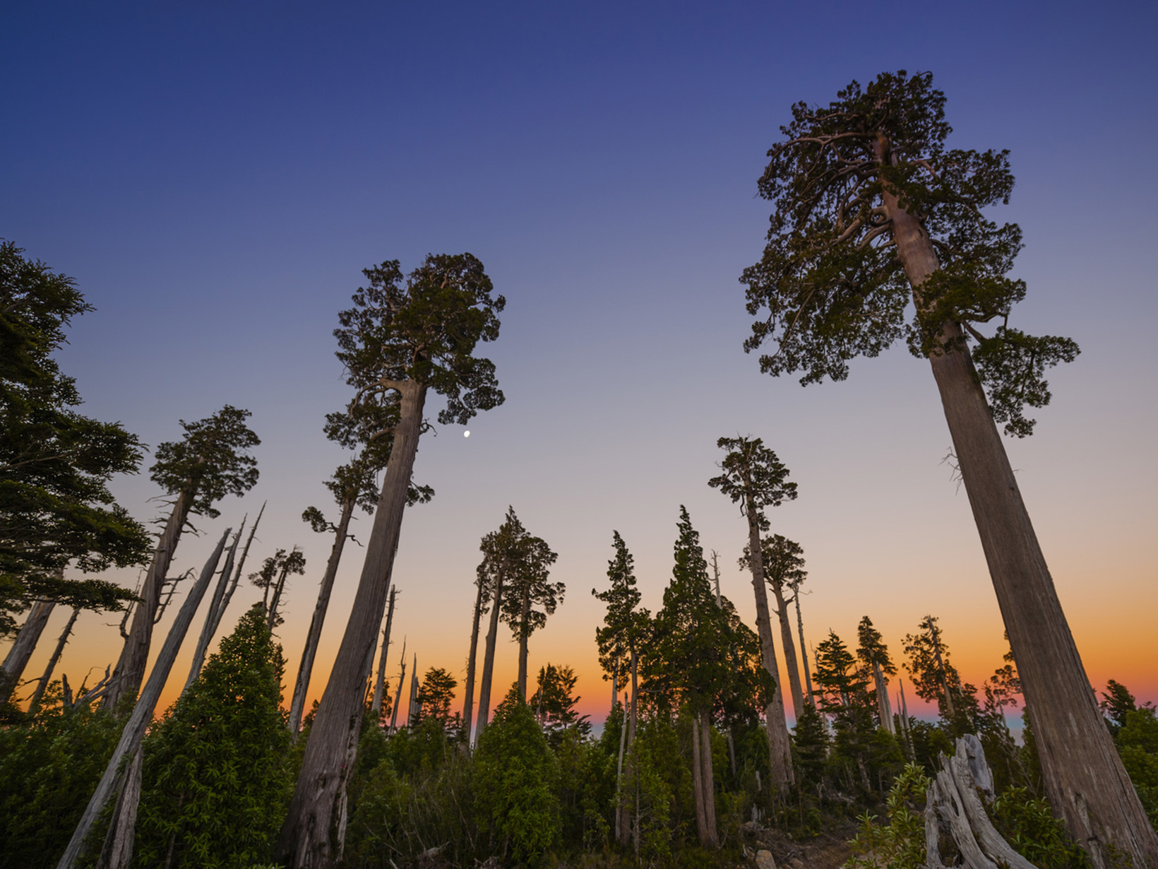 Tall trees point skyward under fading light and glow from sunset at dusk.